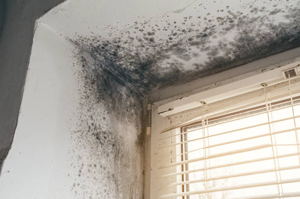 Affordable Attic Mold Remediation solutions in Fairview, OR